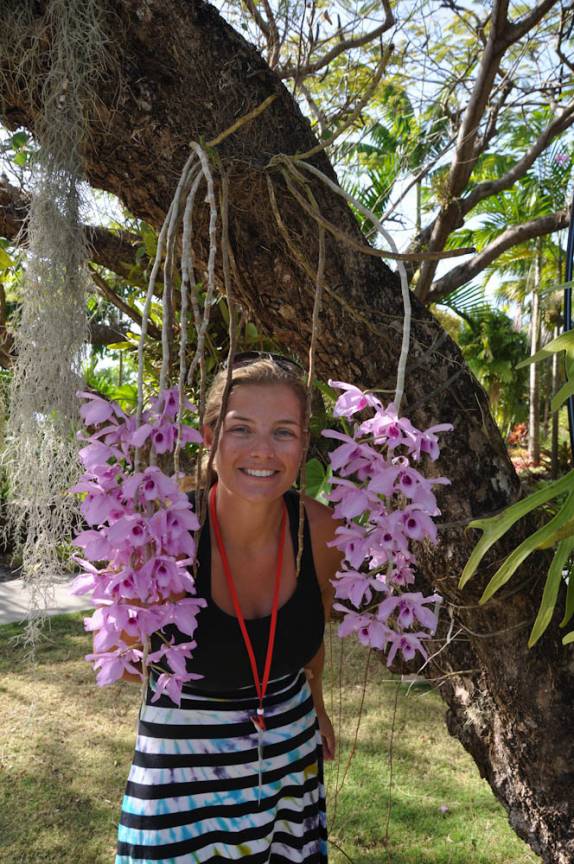 Lindas orquídeas no Jardim Botânico de Nevis - Caribe